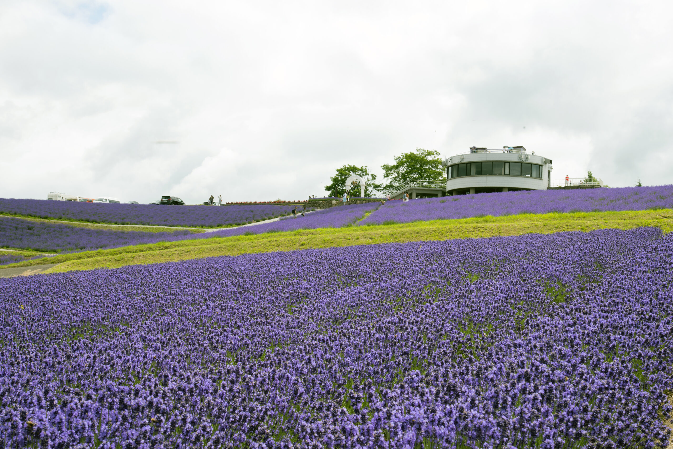 Sunrise Park Lavender Garden