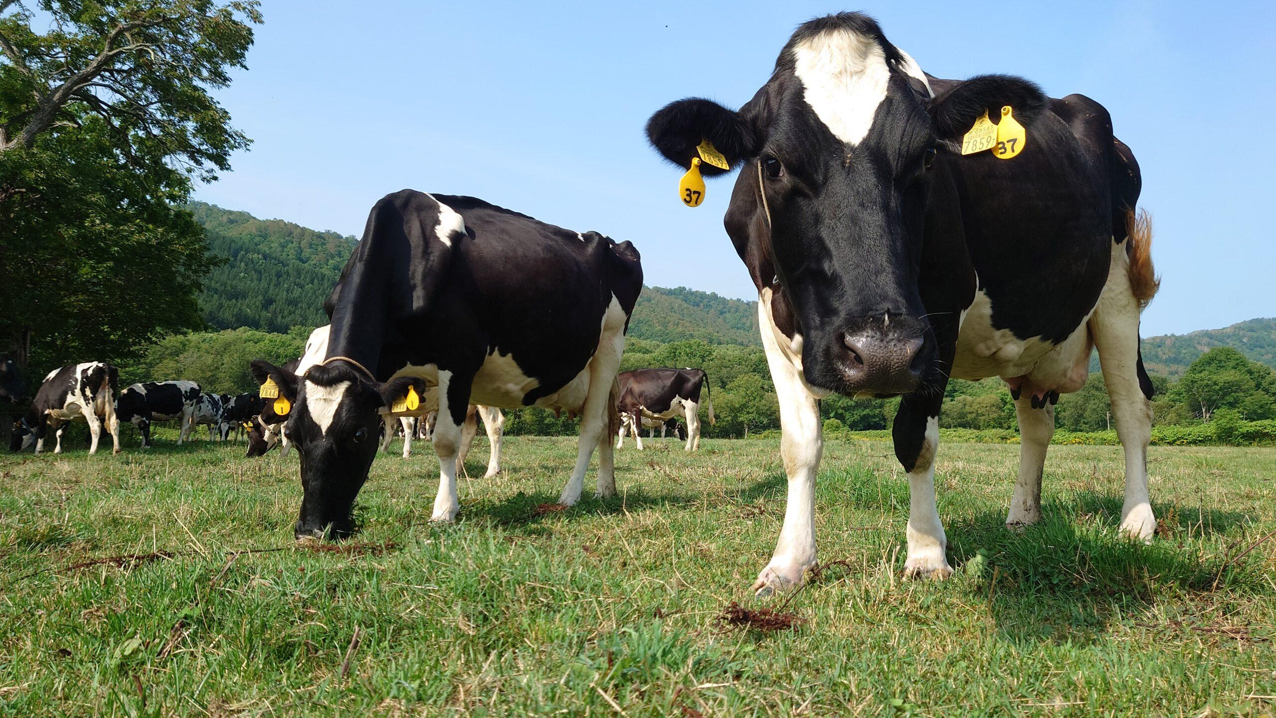 【旭川・酪農体験】あらかわ牧場で搾乳＆バターづくり体験
