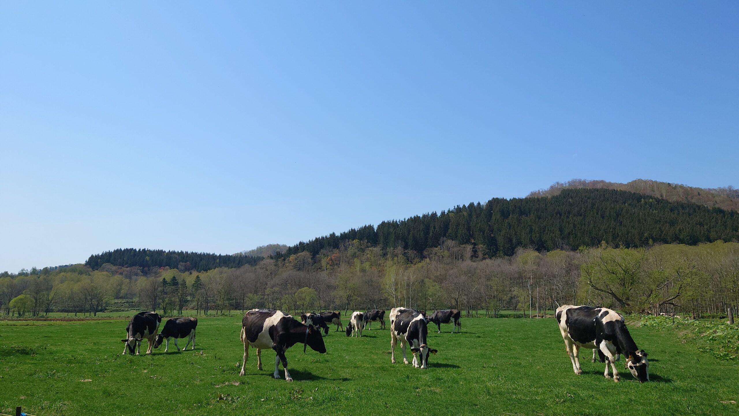 【旭川・酪農体験】あらかわ牧場で搾乳＆バターづくり体験