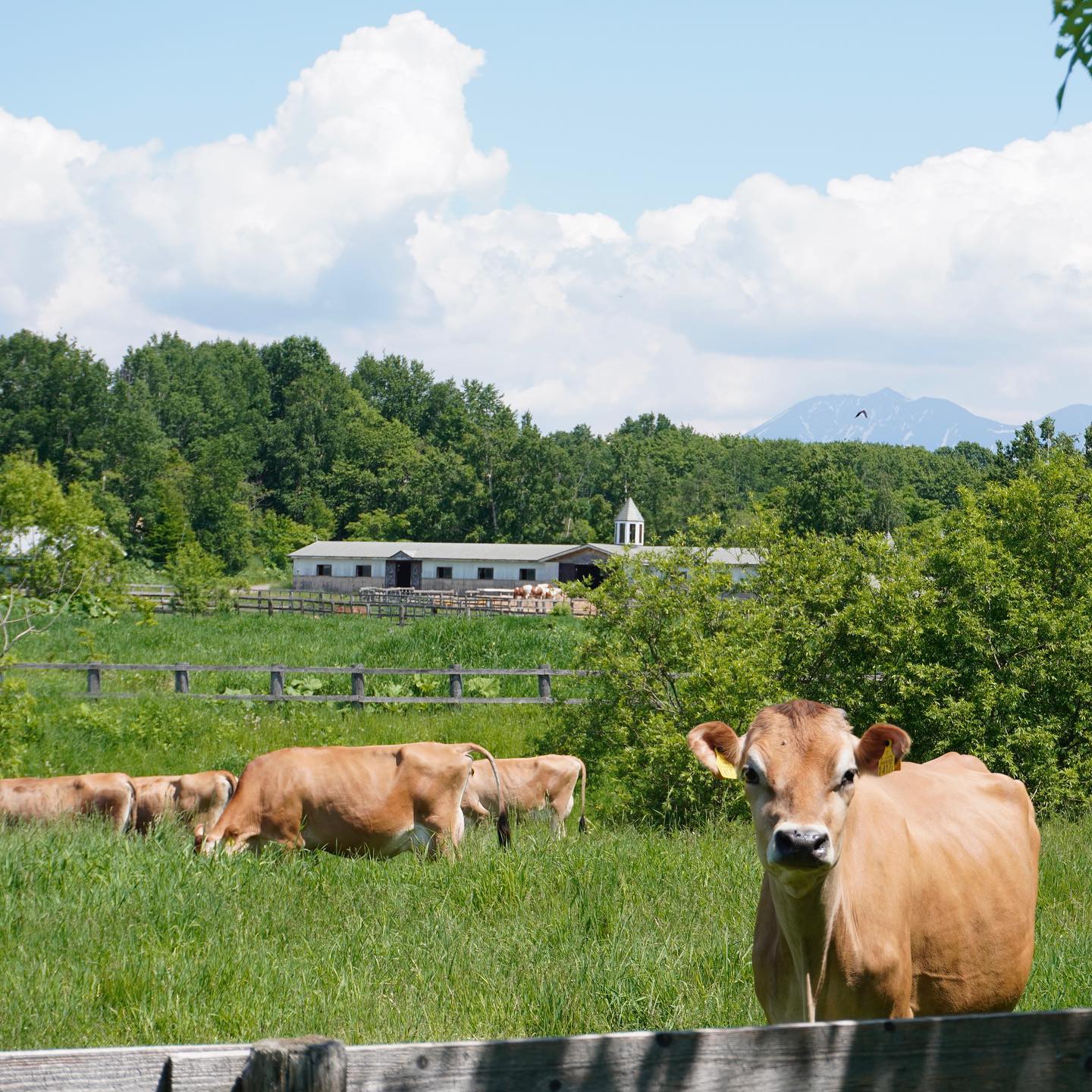ファームズ千代田
