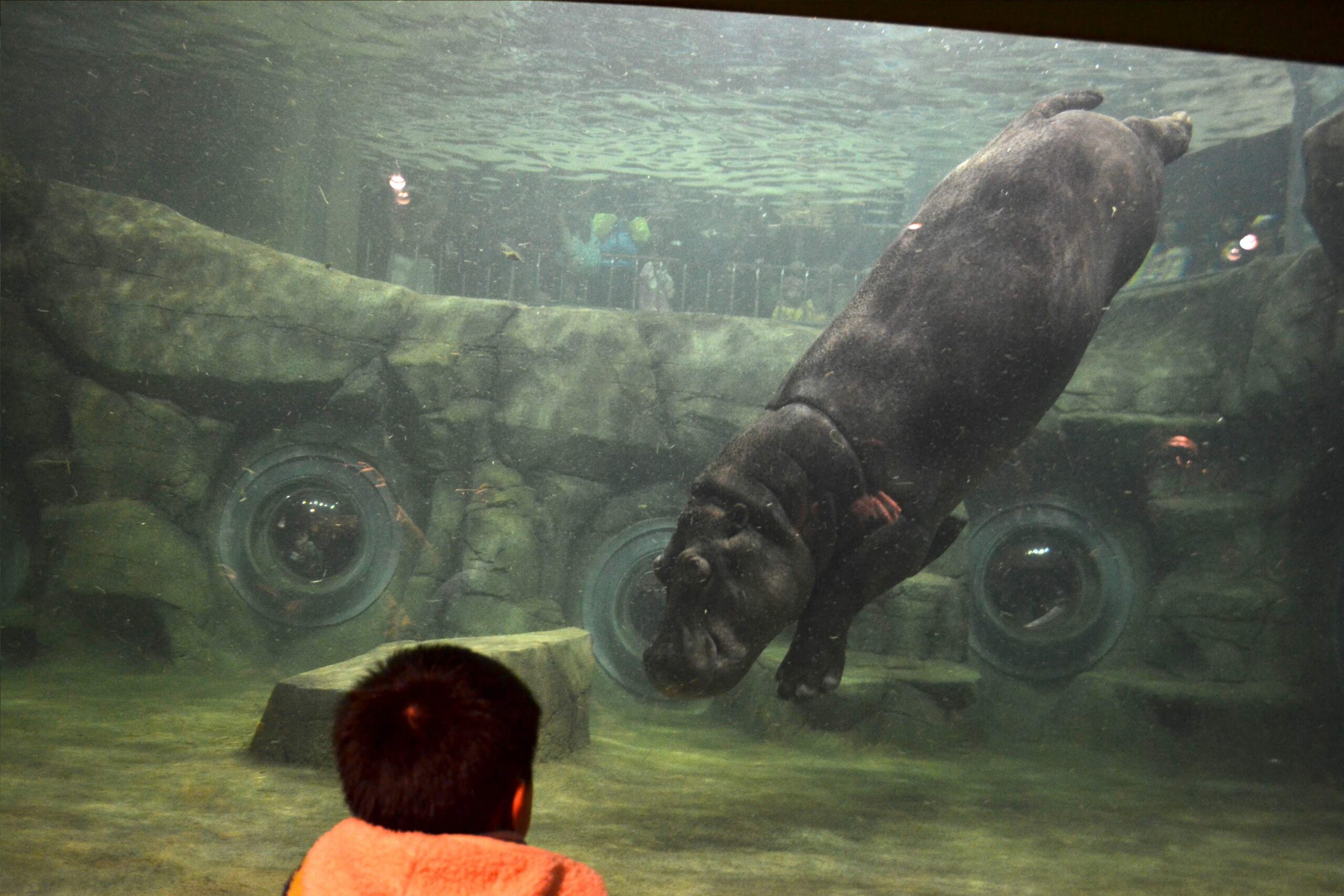 旭川市旭山動物園