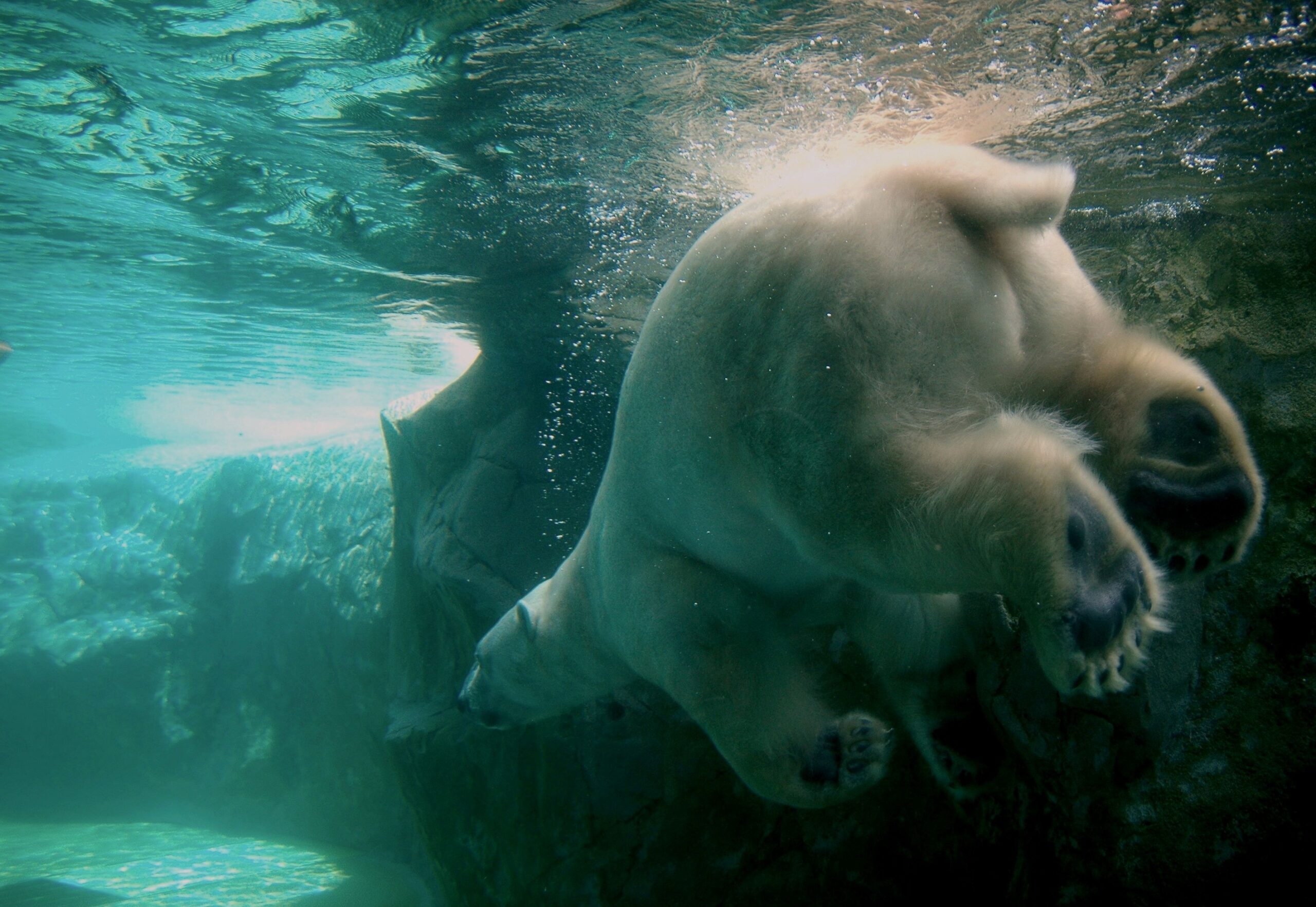 旭川市旭山動物園