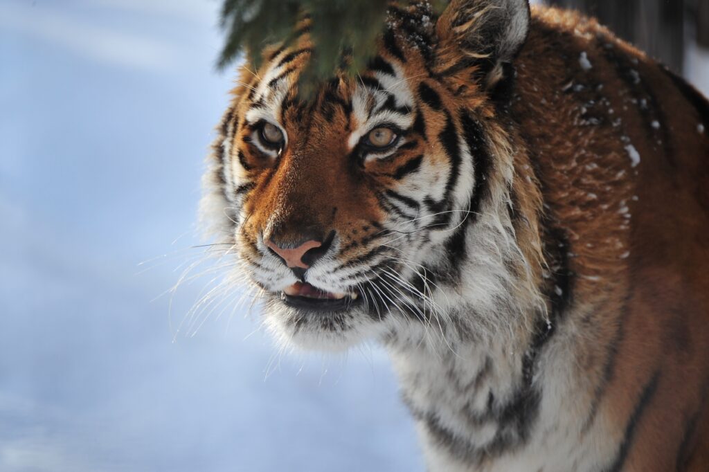 【決定版】冬の旭山動物園＆旭川観光ガイド！ペンギンの散歩・雪あかりの動物園・グルメを満喫