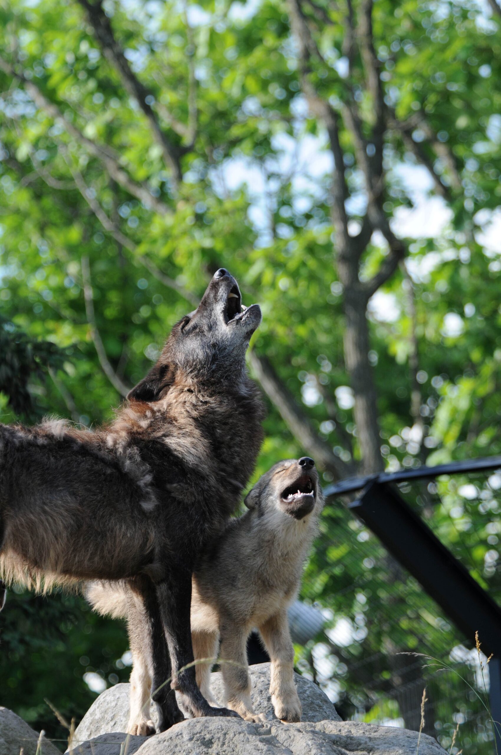旭川市旭山動物園