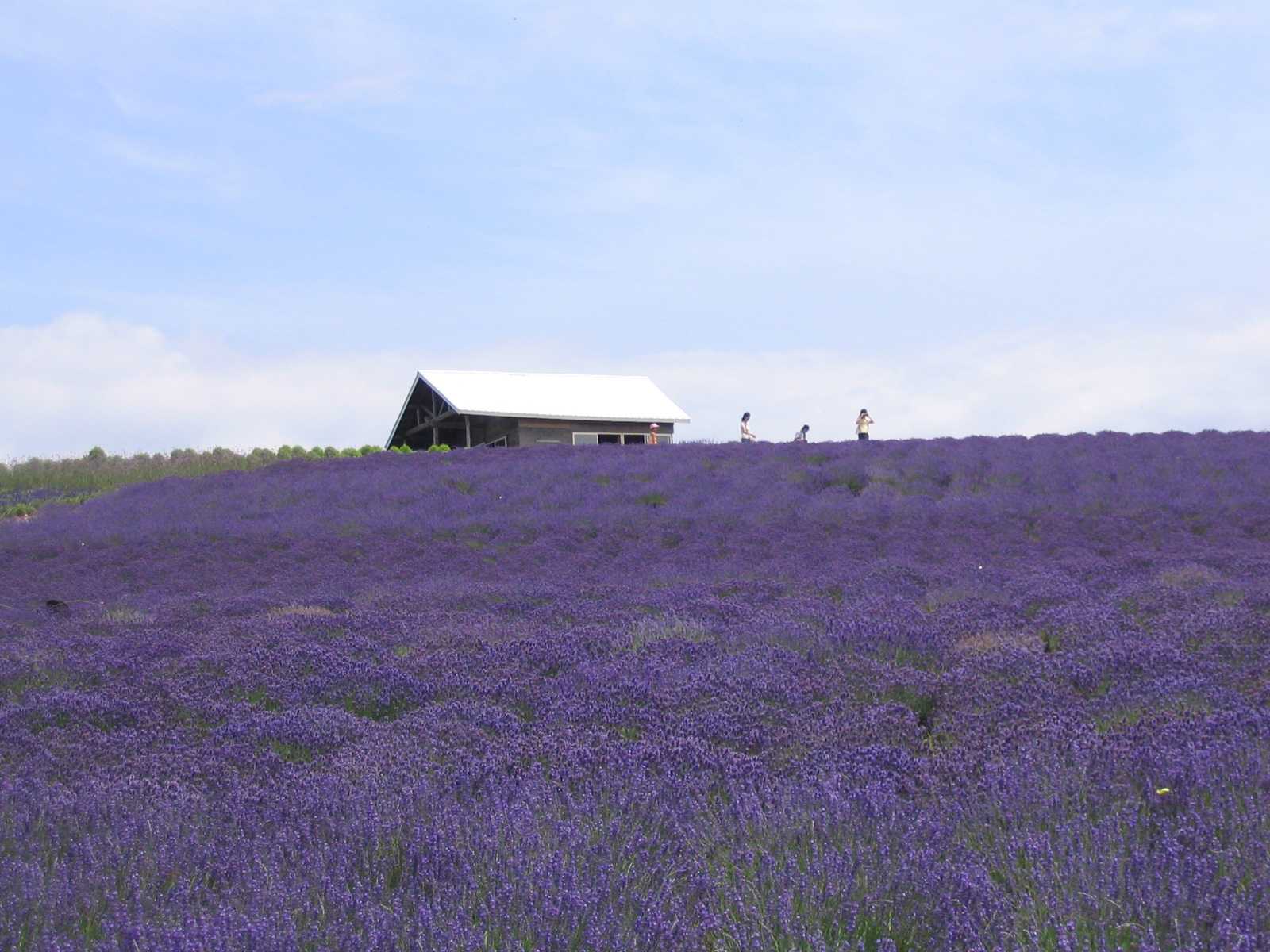 かんのファーム