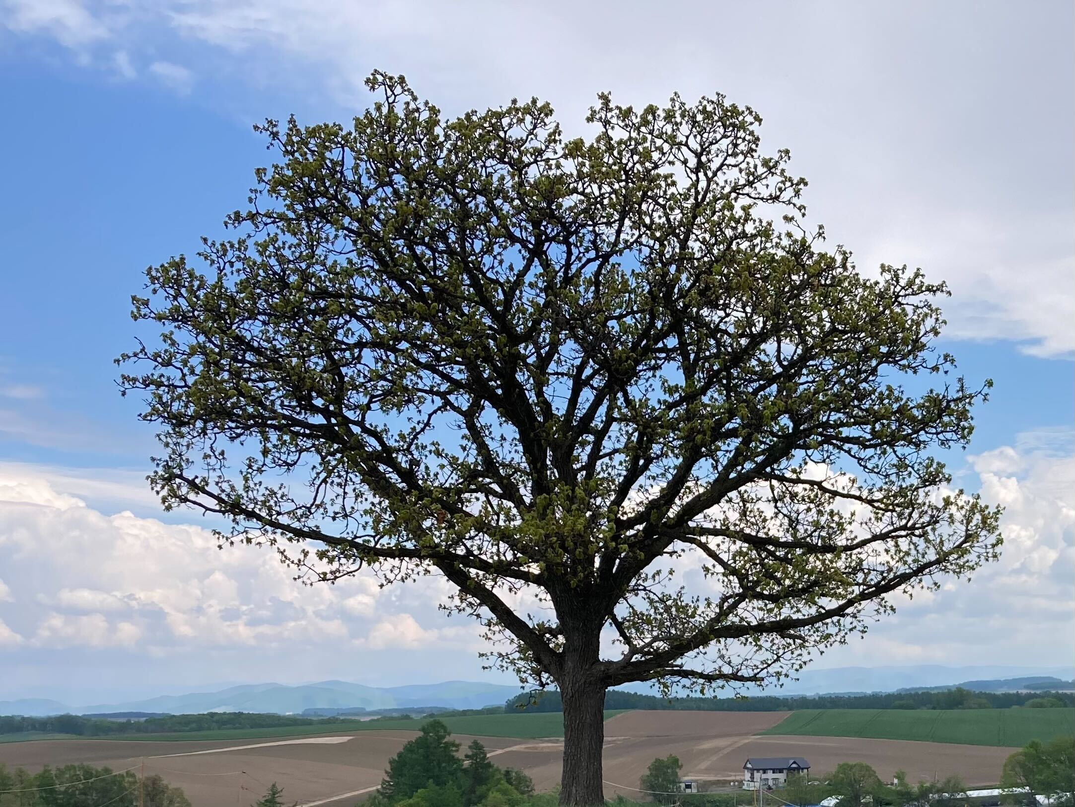 セブンスターの木
