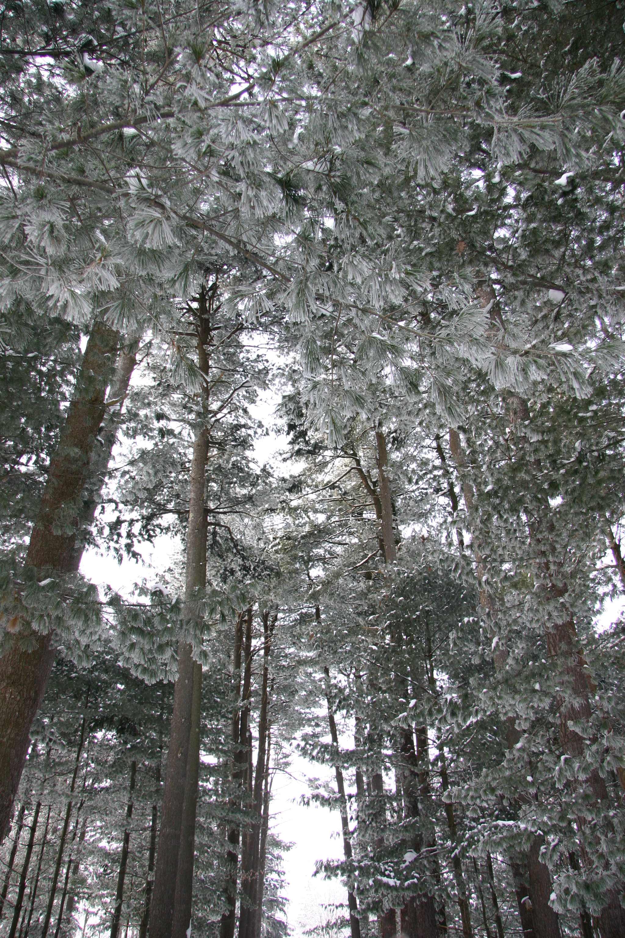 Foreign Tree Species Sample Forest