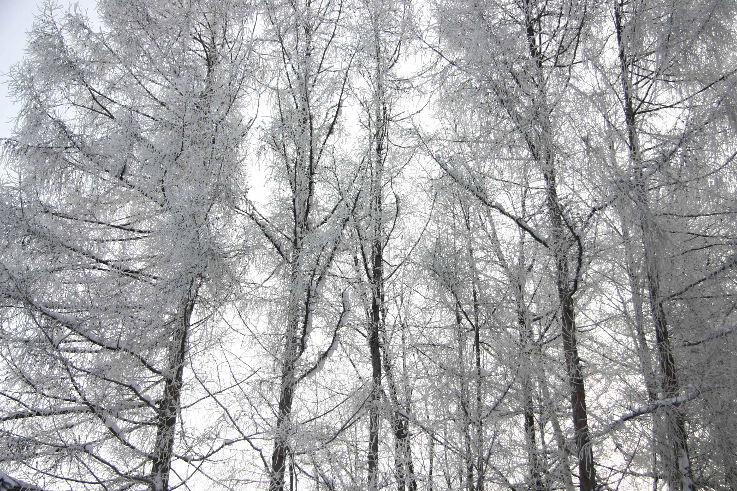 Foreign Tree Species Sample Forest