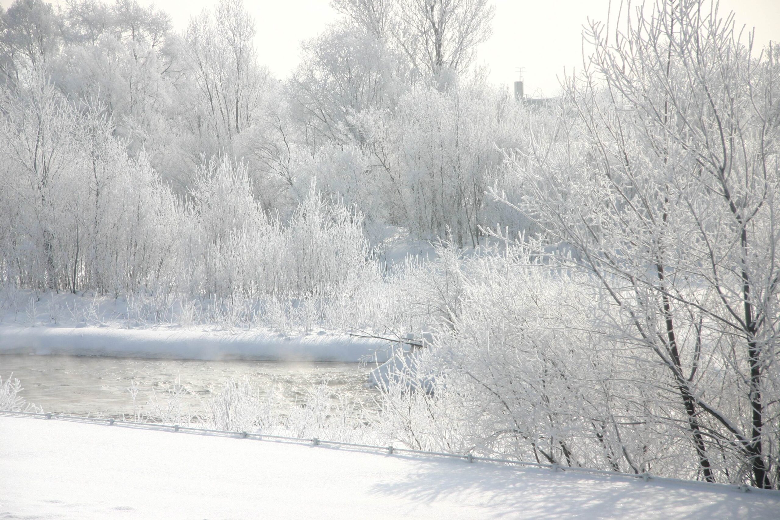 Foreign Tree Species Sample Forest