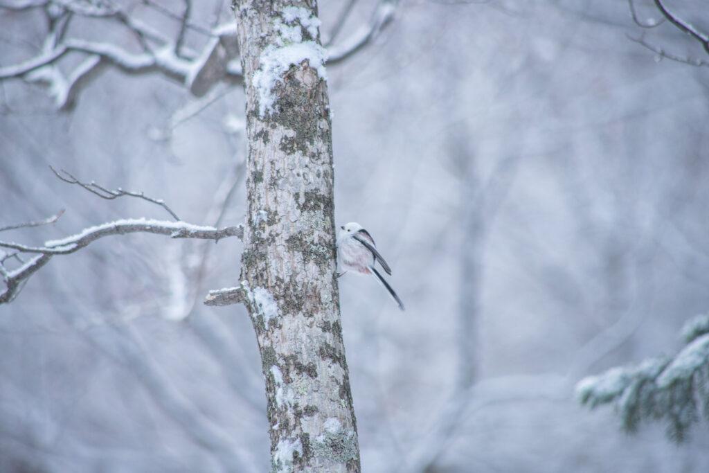 【Nature Guide】STAY FOREST