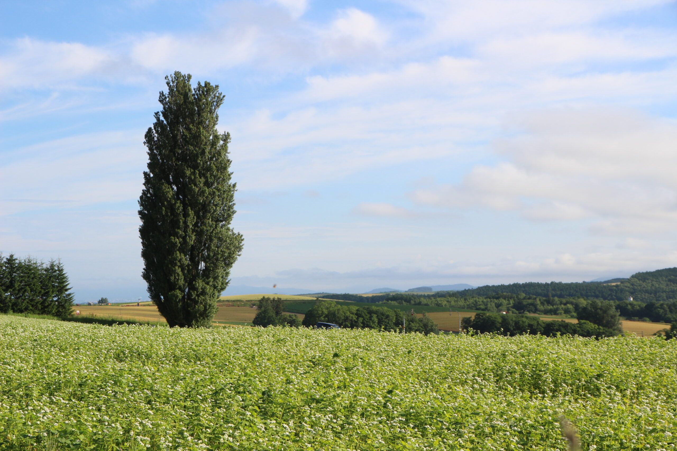 ケンとメリーの木