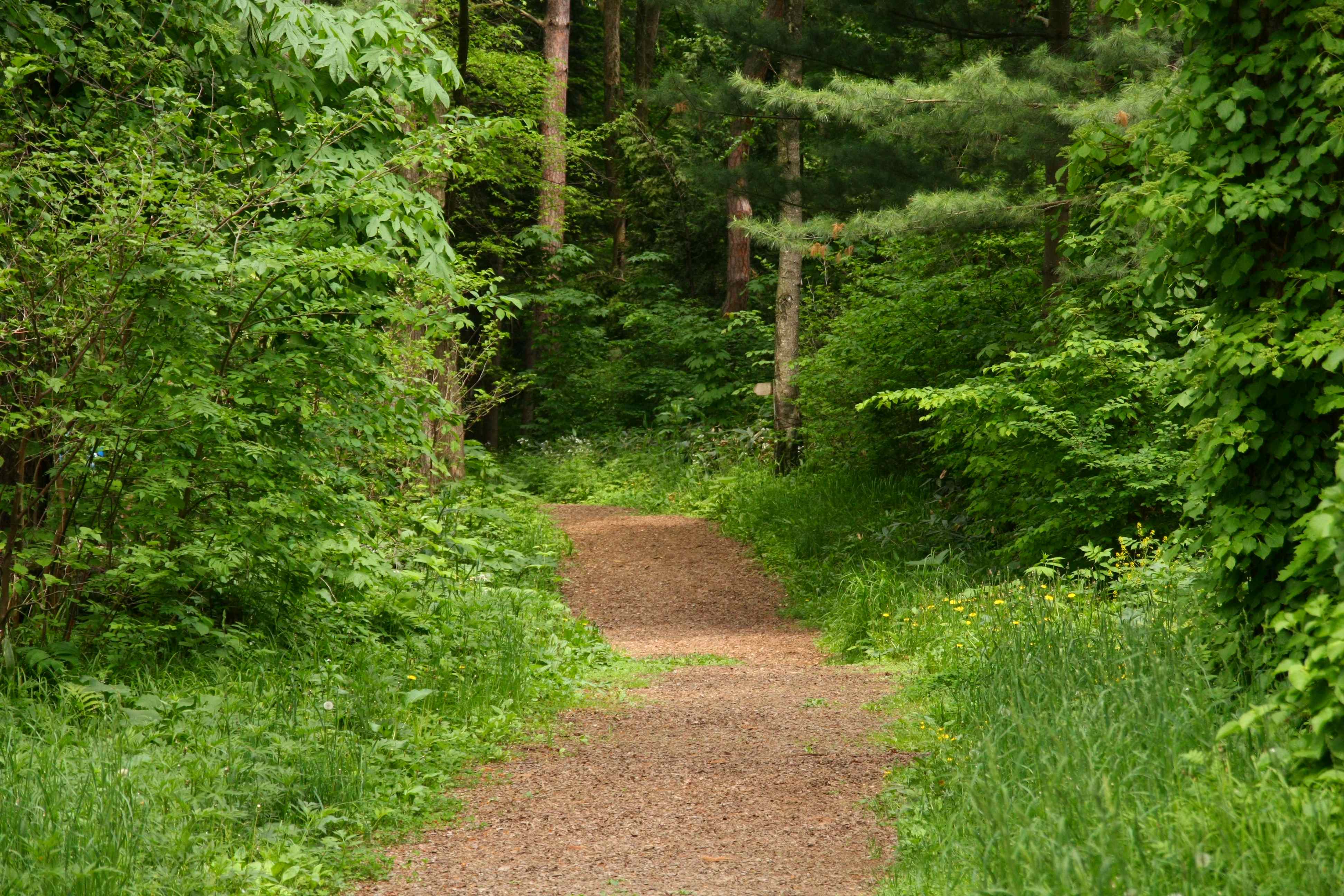 Foreign Tree Species Sample Forest