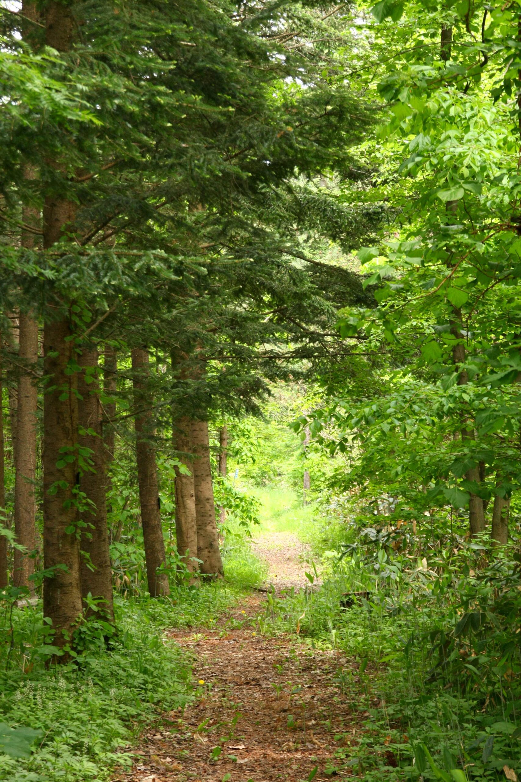 Foreign Tree Species Sample Forest
