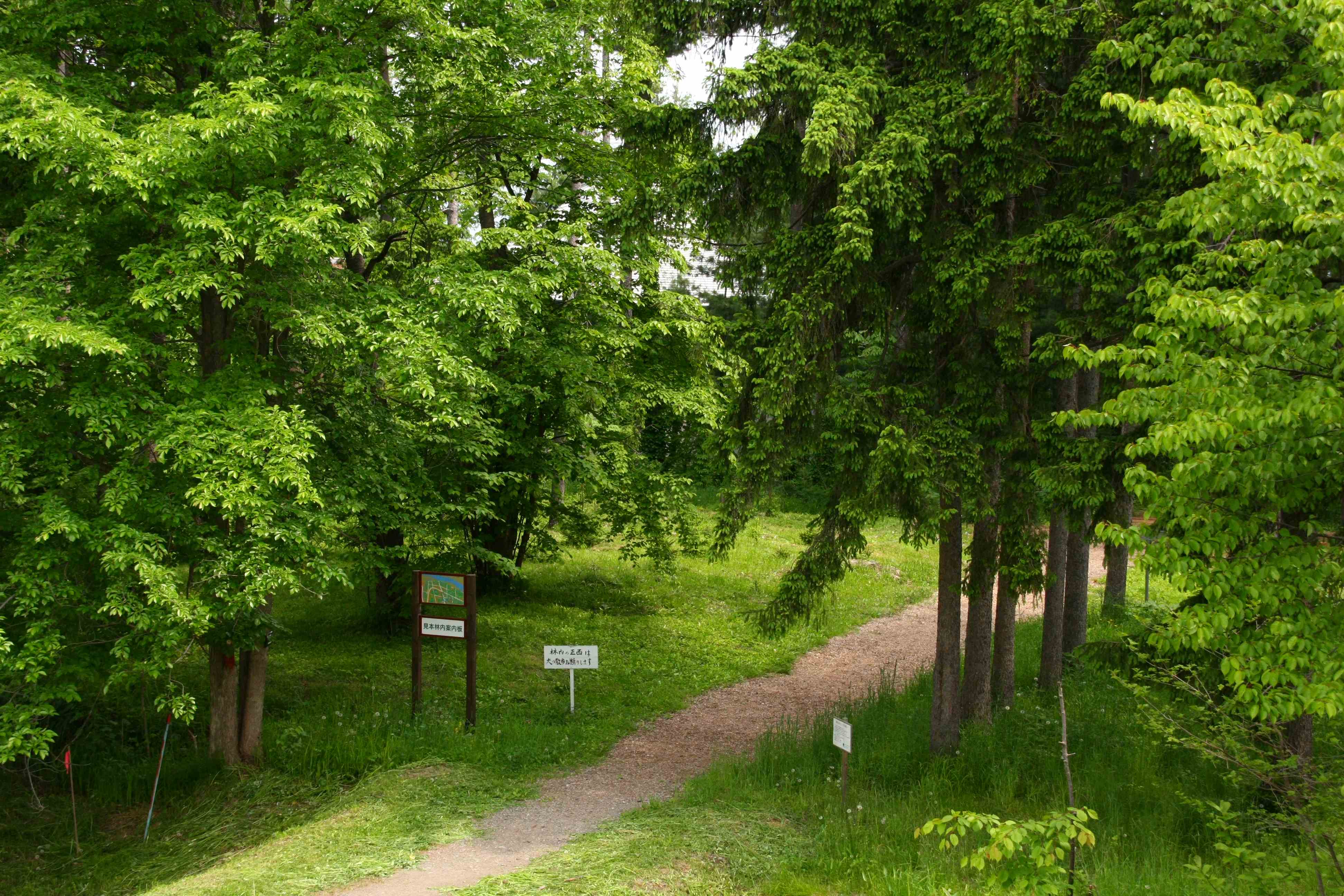 Foreign Tree Species Sample Forest