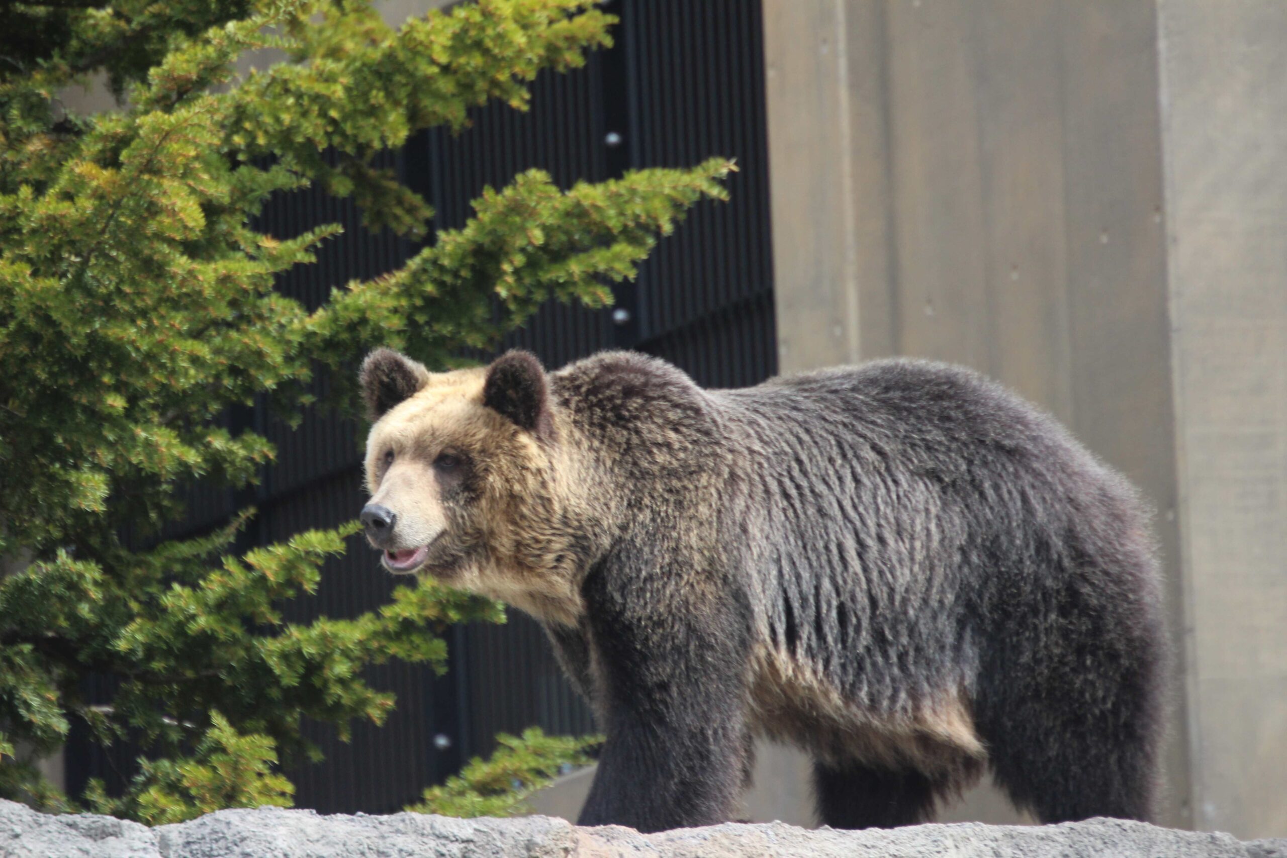 旭川市旭山動物園
