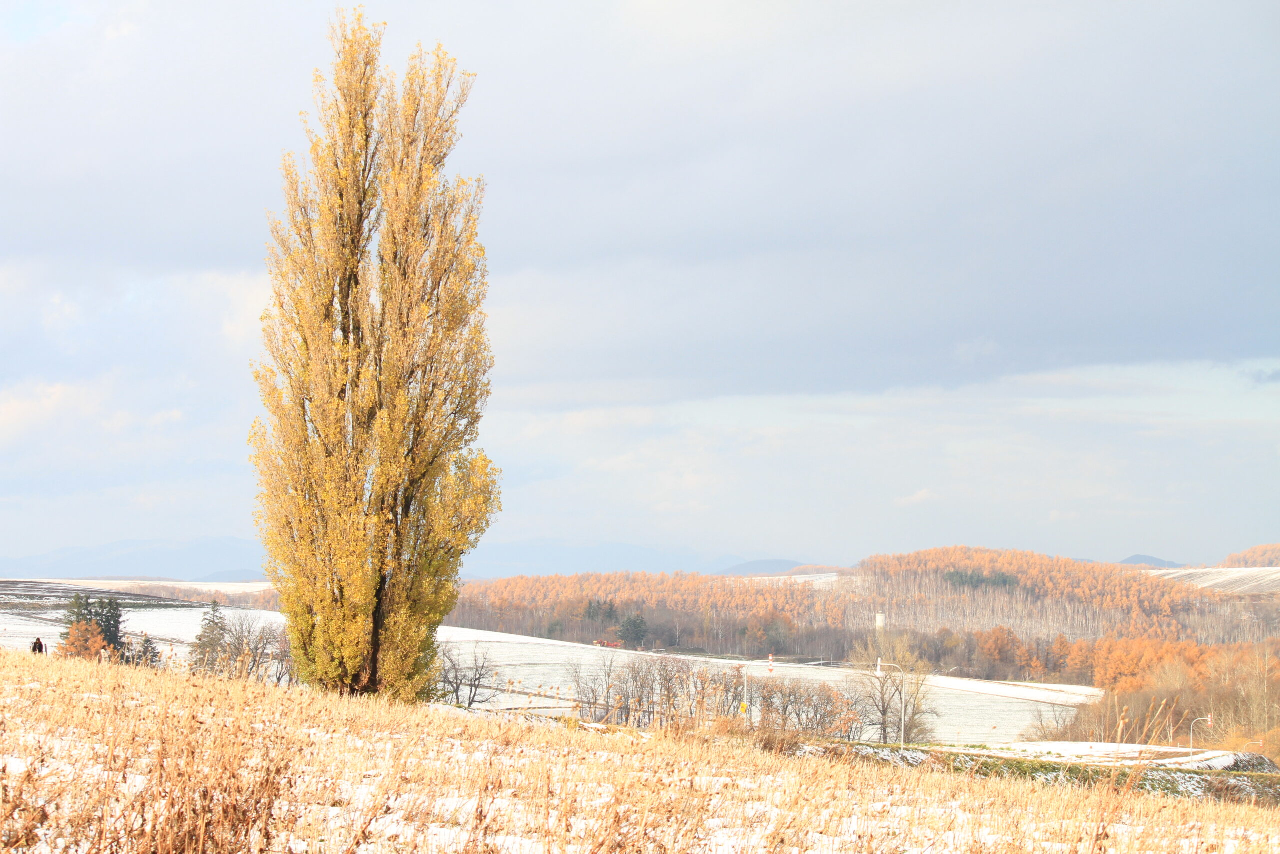 ケンとメリーの木