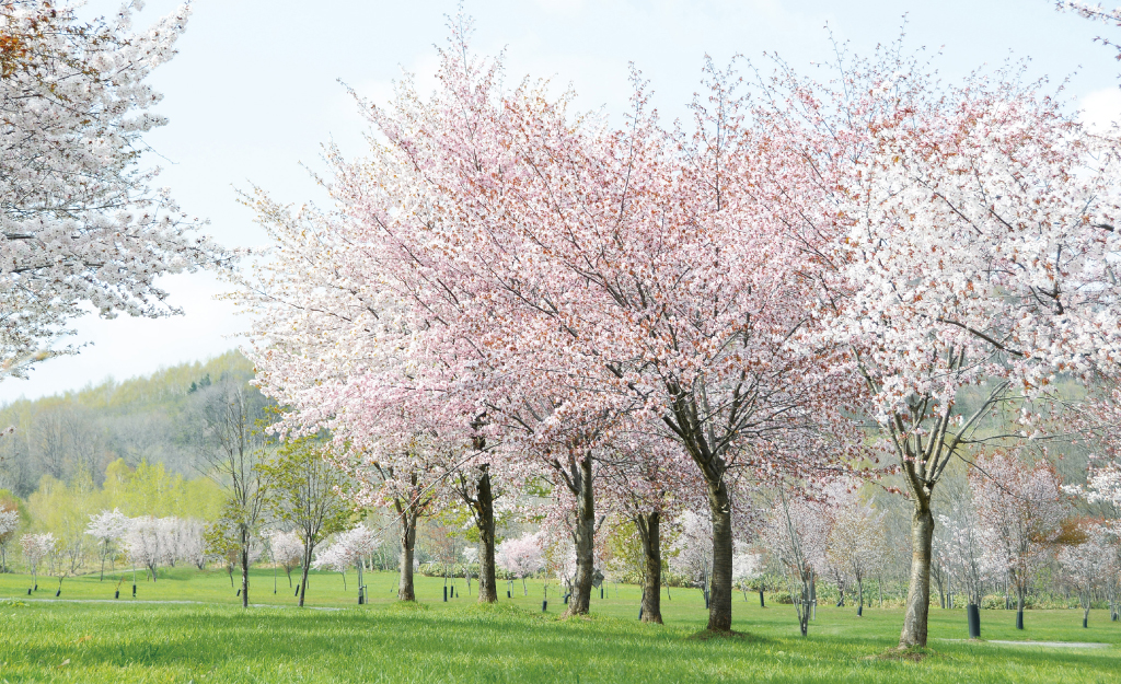 パレットヒルズ