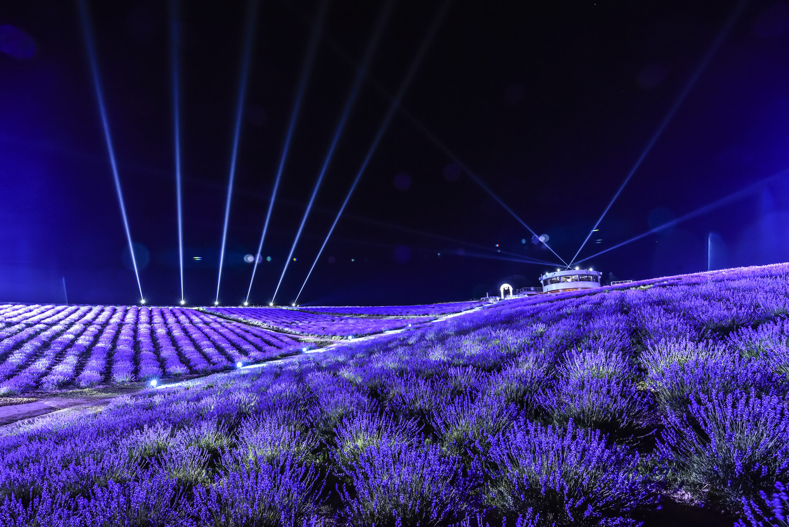 Sunrise Park Lavender Garden