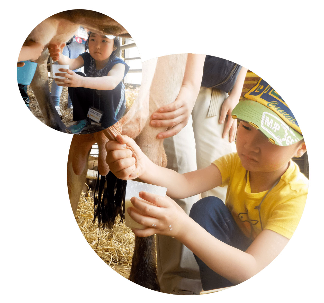 ファームズ千代田