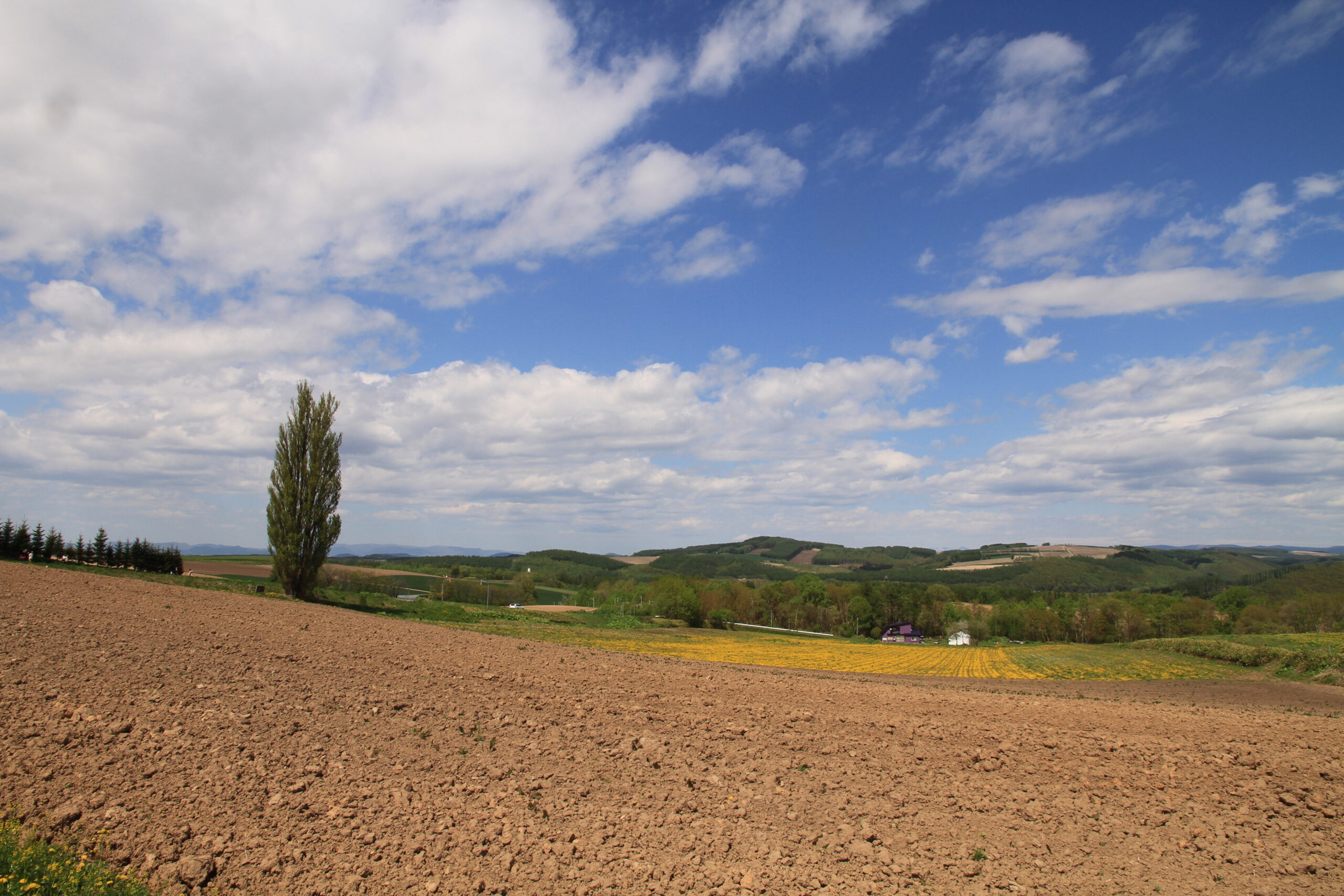 ケンとメリーの木
