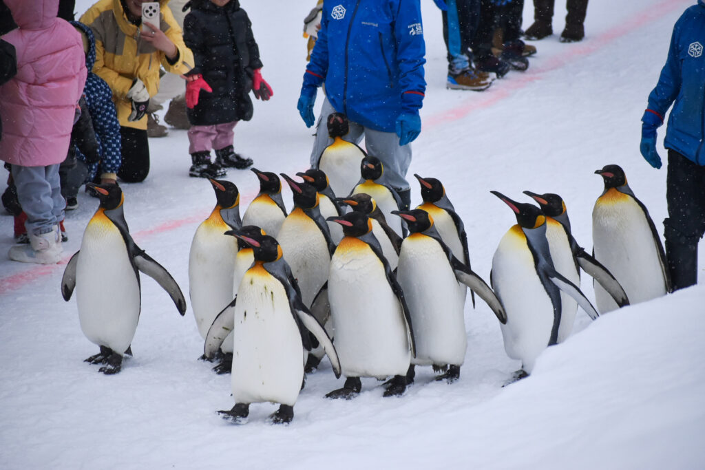 旭川市旭山動物園