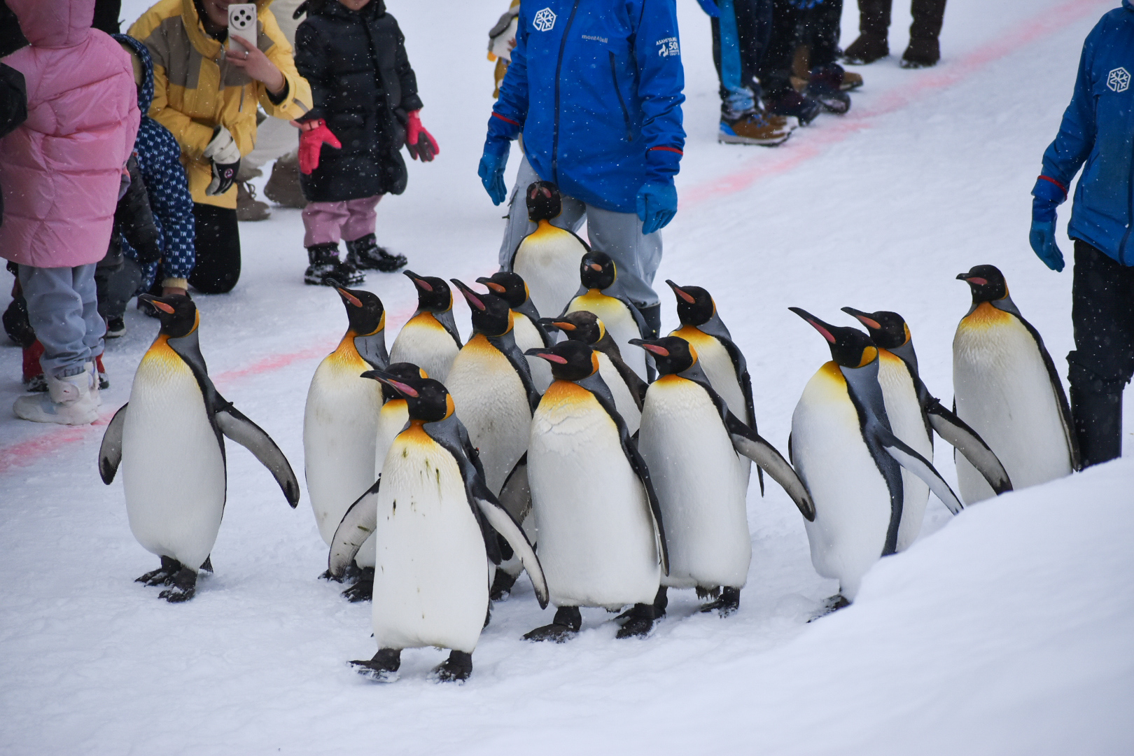 旭川市旭山動物園