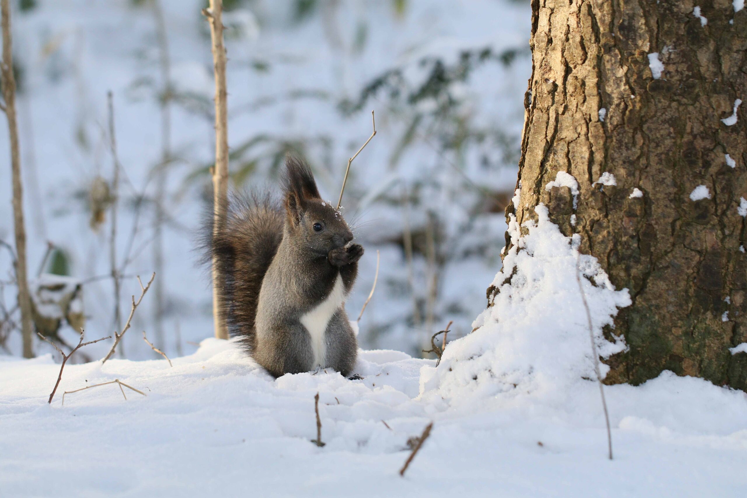 三浦綾子記念文学館