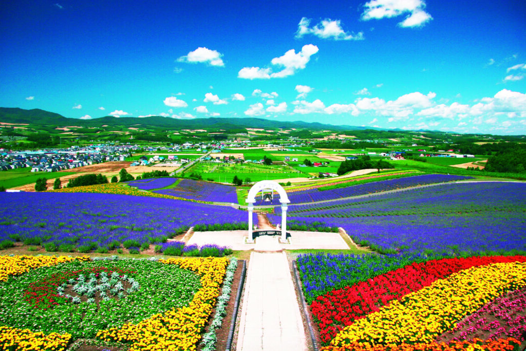 日の出公園ラベンダー園