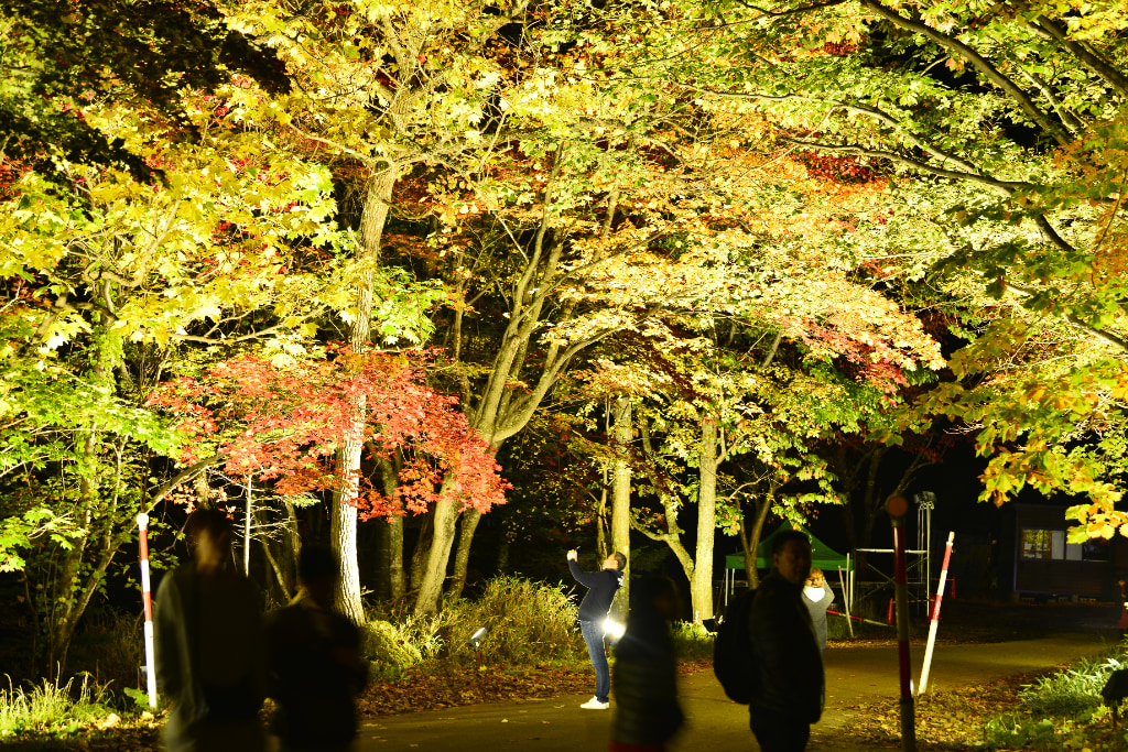 奇跡のイルミネート