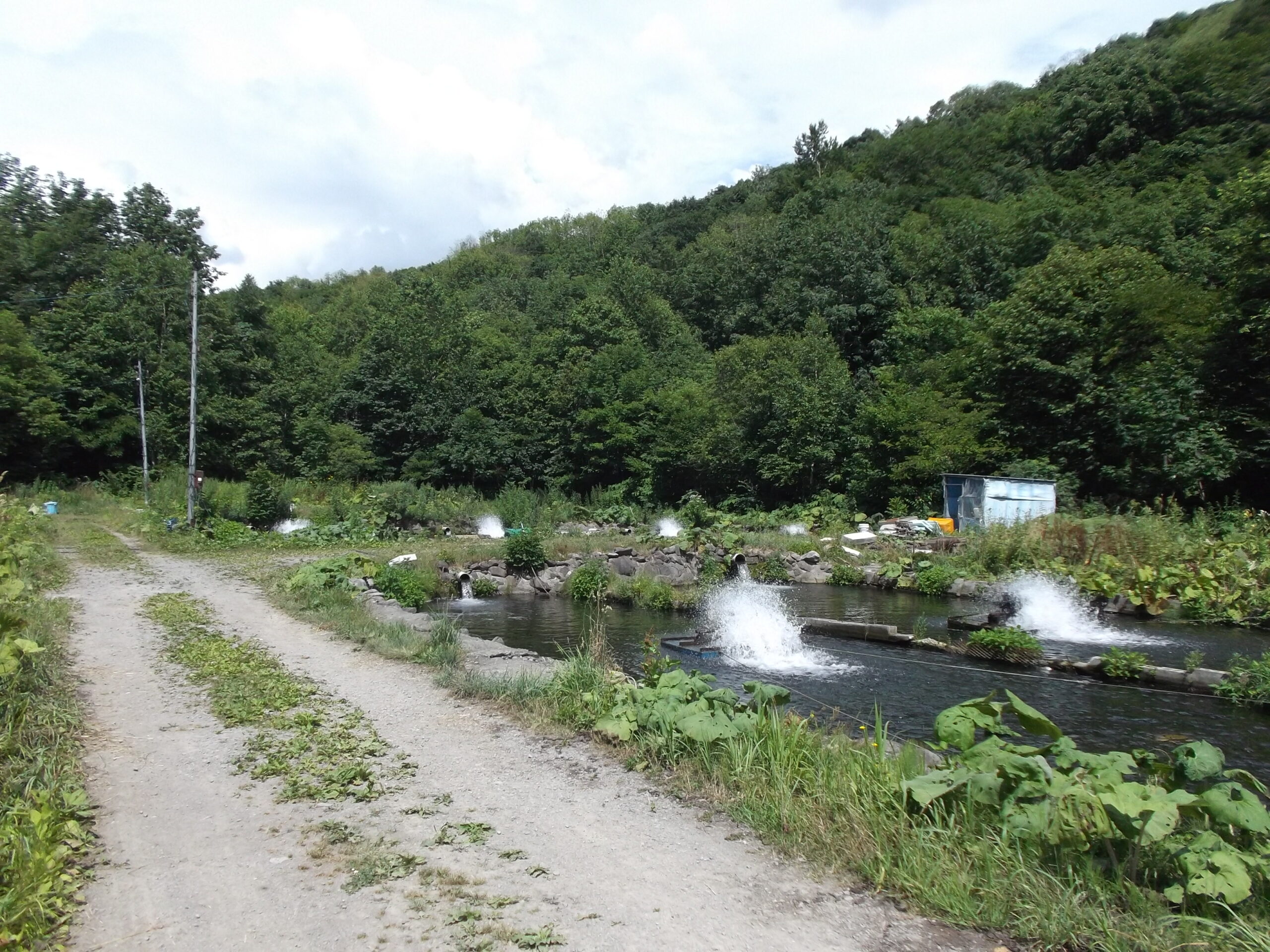 にじます工房 ぴっぷの釣り堀