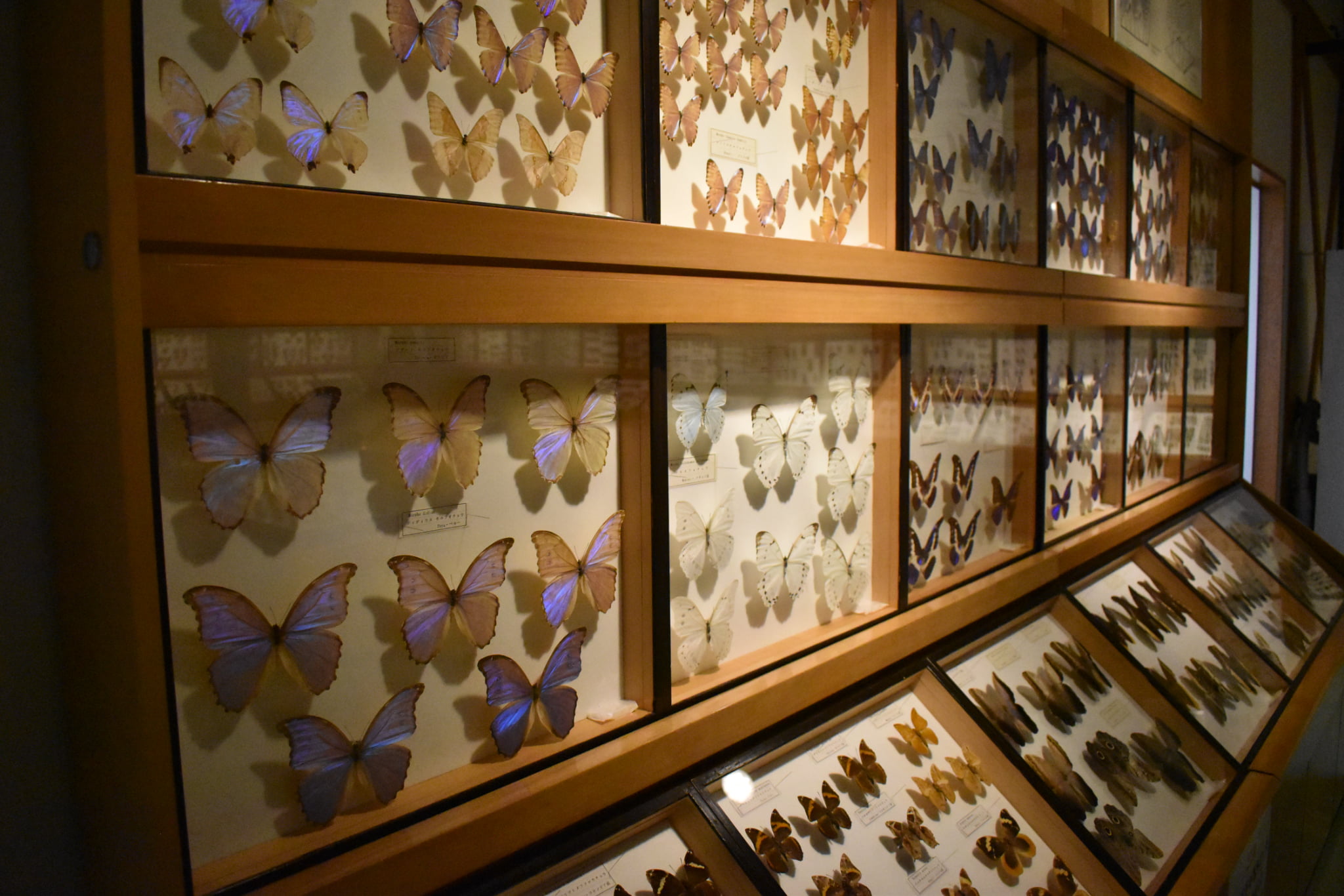 当麻世界の昆虫館 パピヨンシャトー