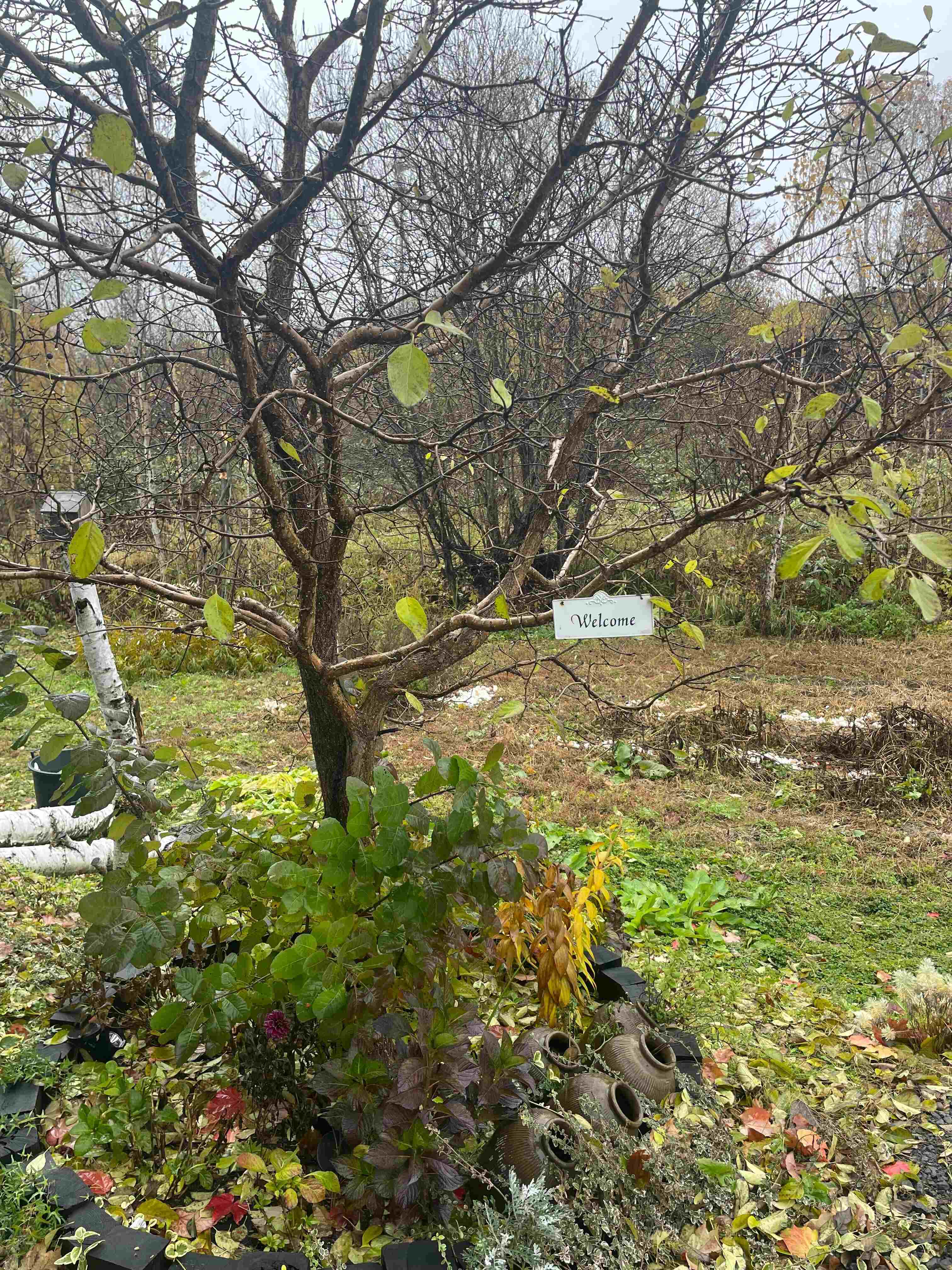 makanai cafe ツムギ堂