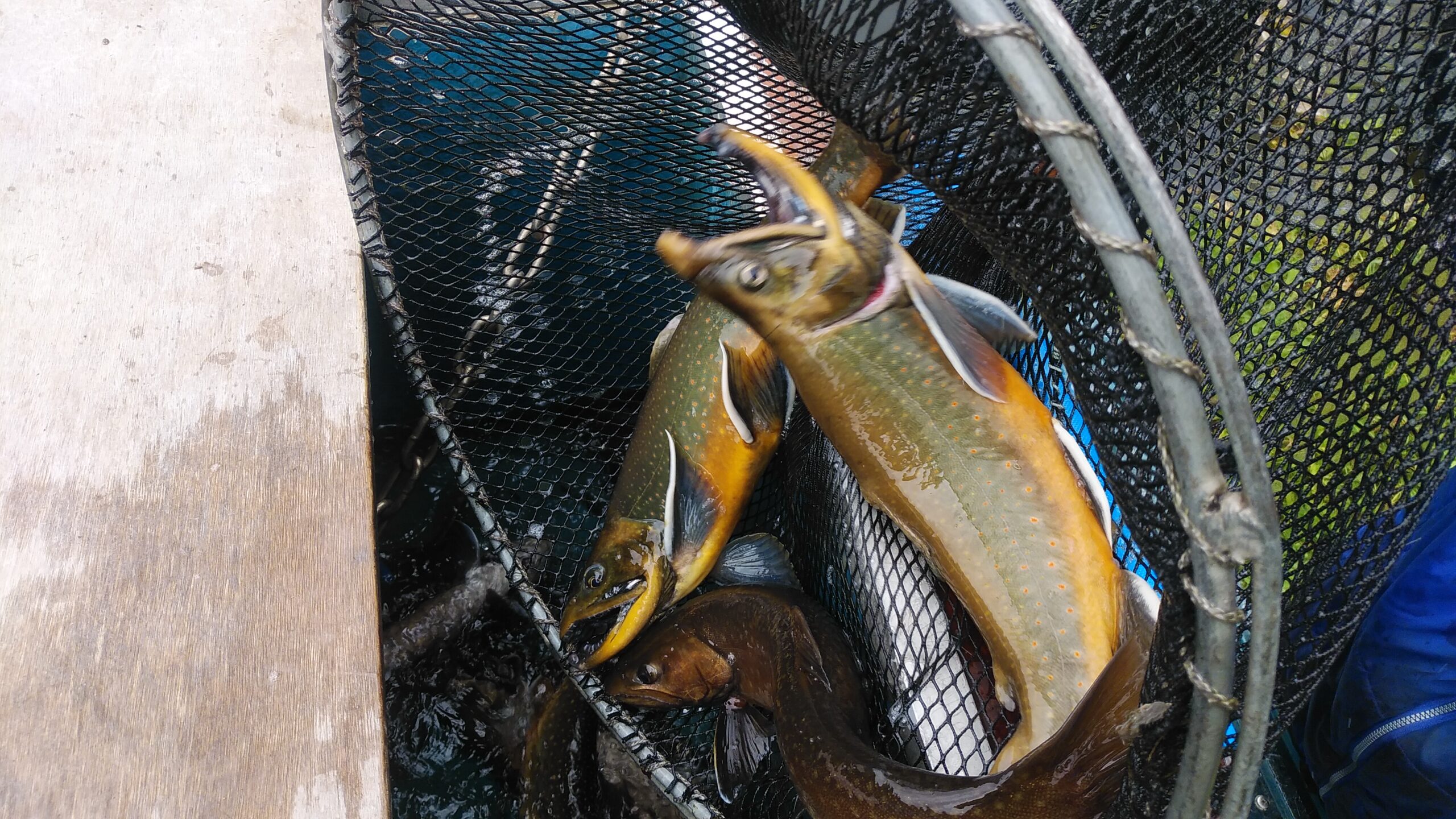 にじます工房 ぴっぷの釣り堀