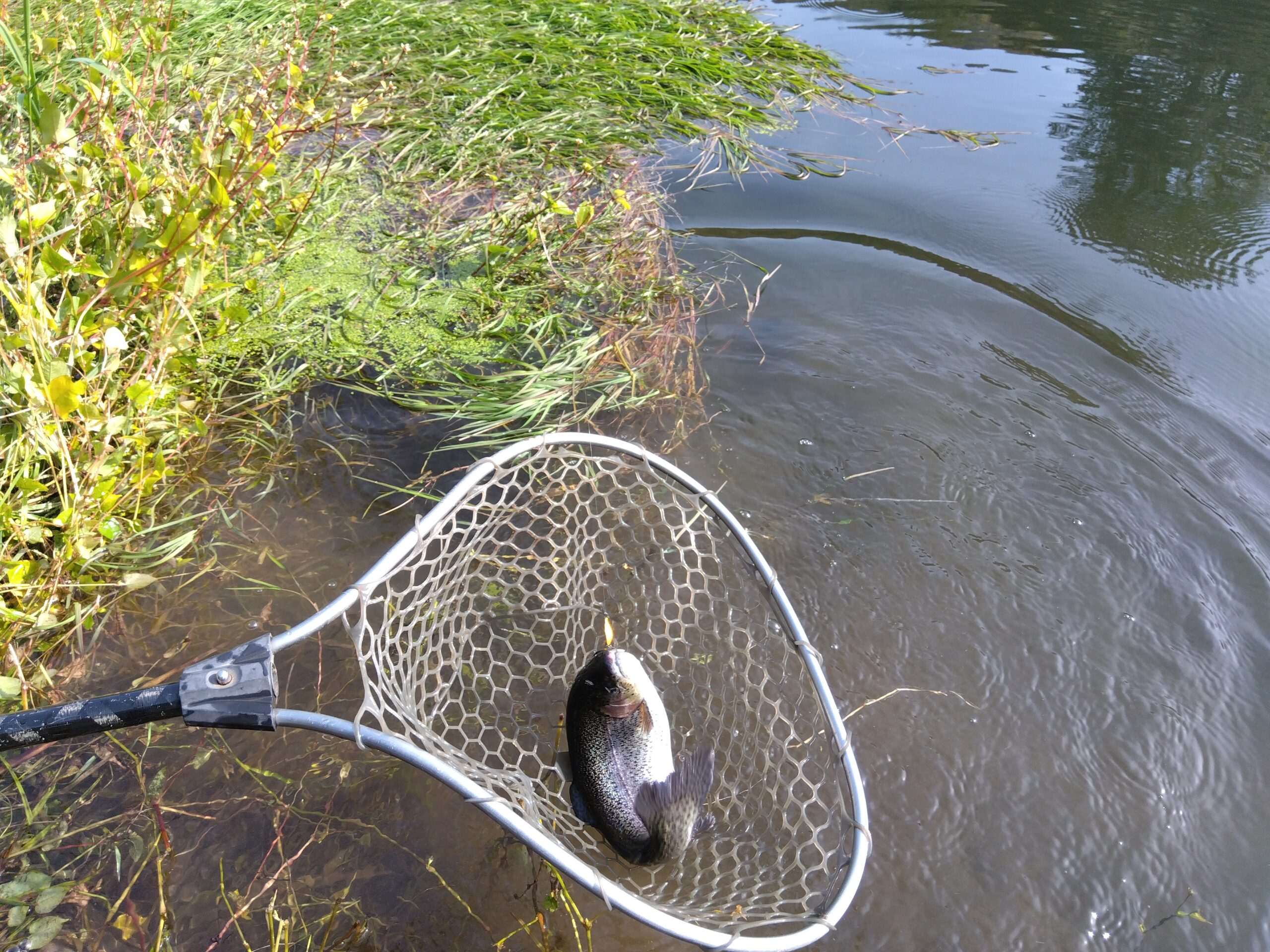 にじます工房 ぴっぷの釣り堀
