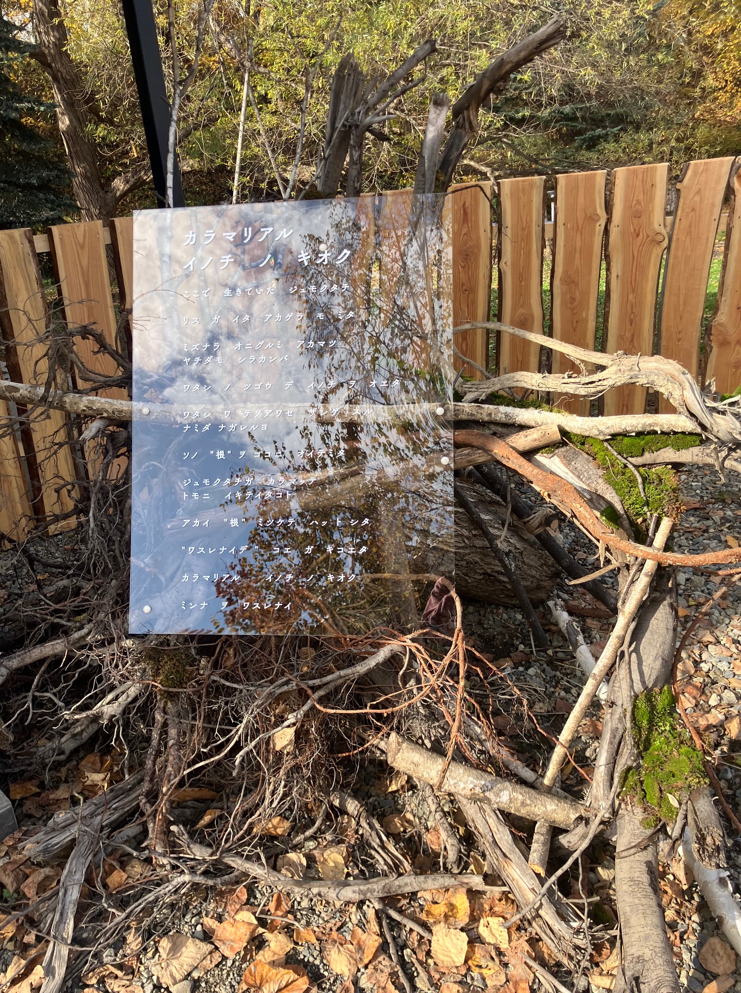 ハルニレぽっぽ