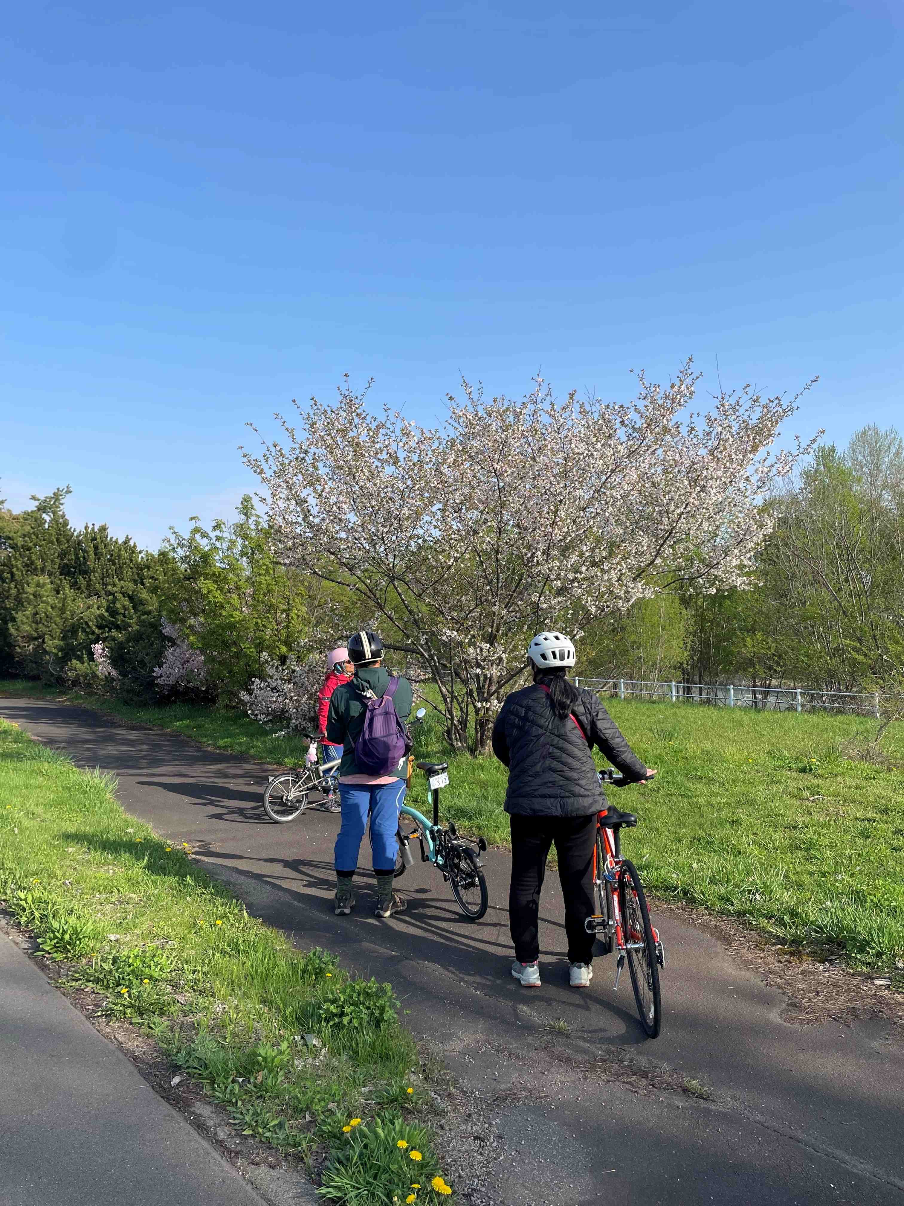 JR旭川駅スタート！短時間で楽しめる桜・お花見サイクリングコース?