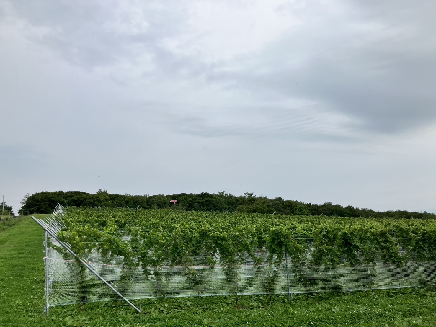 【Cycling】Hokkaido’s leading rice spot, Takasu Town, and rice fields “Rural Ride” cycling guide tour