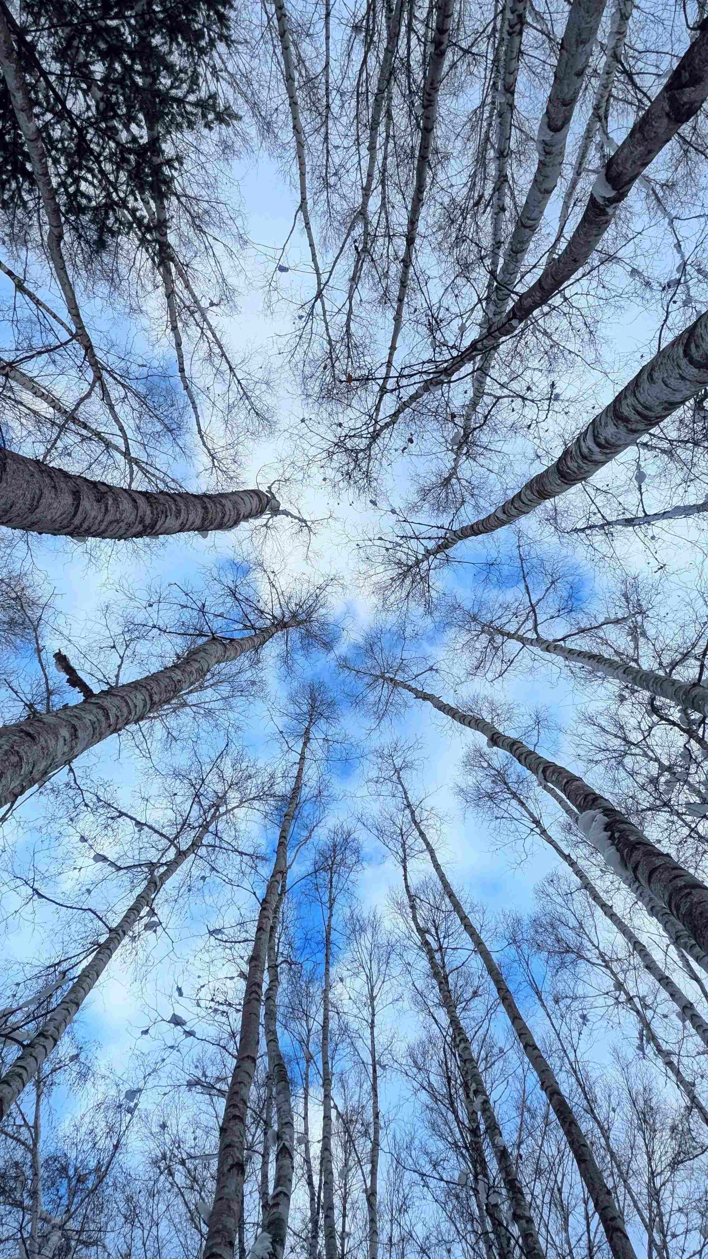 白金の美瑛・東川・絶景とグルメ満喫日帰りドライブツアー
